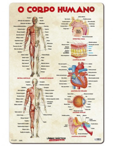 Portugues O Corpo Humano (Foglio Didattico)