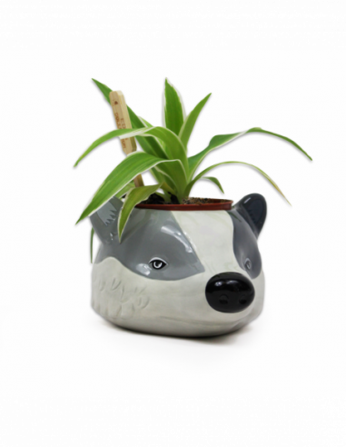 Harry Potter: Half Moon Bay - Hufflepuff (Plant Pot / Vaso Da Fiori)