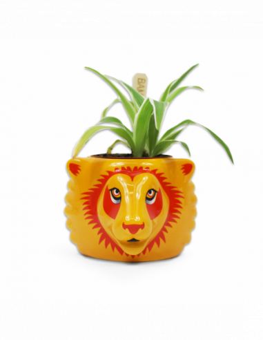 Harry Potter: Half Moon Bay - Gryffindor (Plant Pot / Vaso Da Fiori)